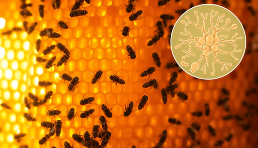 The Power of Propolis: How Bees Help Your Gut Stay Healthy